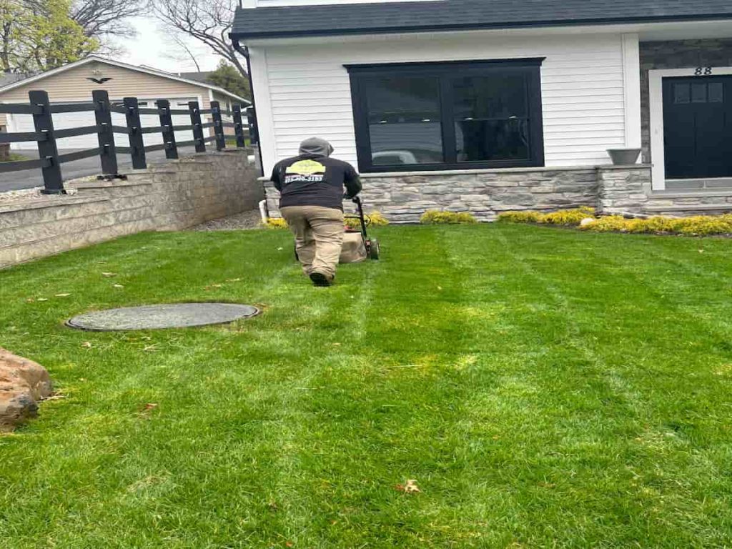 Grass Maintenance