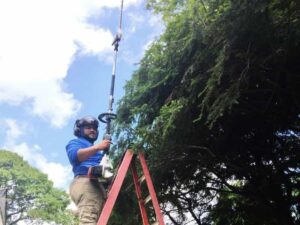 Tree Care And Pruning
